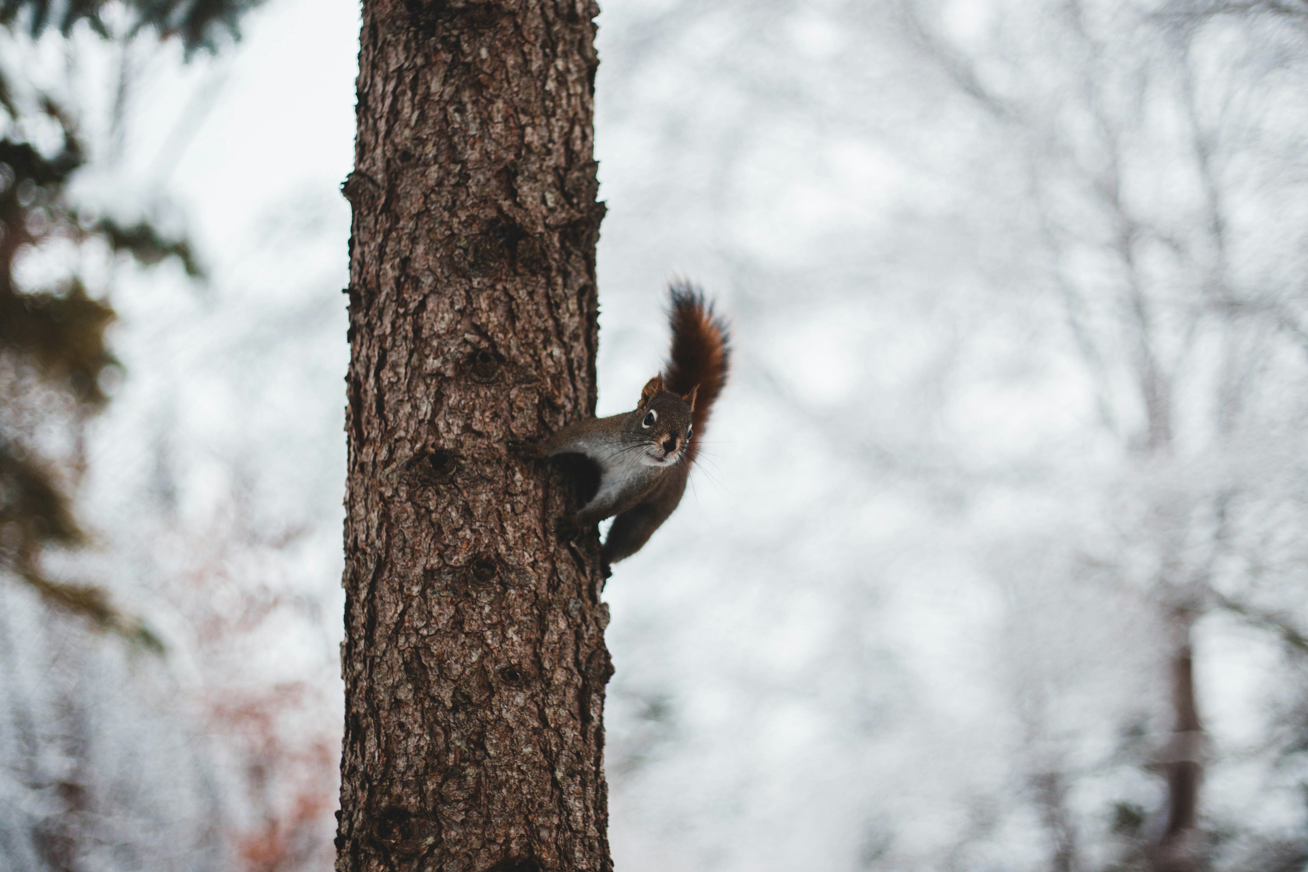 squirrel on tree